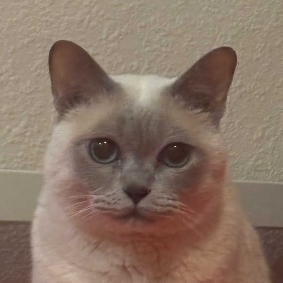 lilykoitzsch
